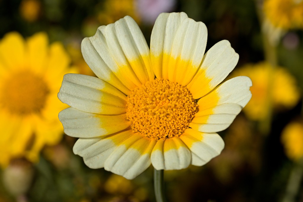 akkerranden akkerrand bloem bloemen flora hdr polder gewas landbouw biodiversiteit landschap cannabis wiet marihuana hasj hennep
